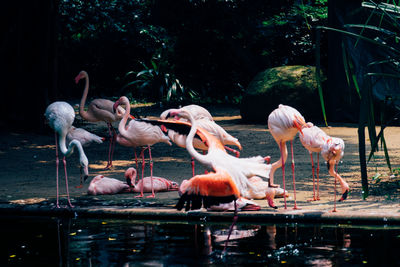 Flock of birds in the lake