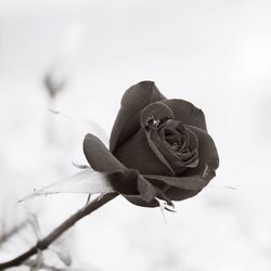 Close-up of wilted rose against white background