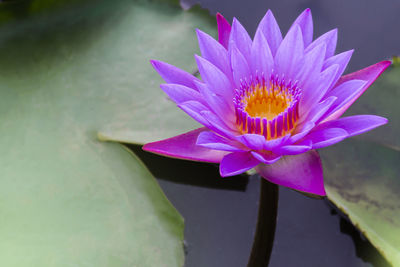 Close-up of lotus water lily in pond