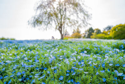 Scenic view of flowering plants on field against sky