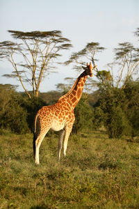 Giraffe standing on field
