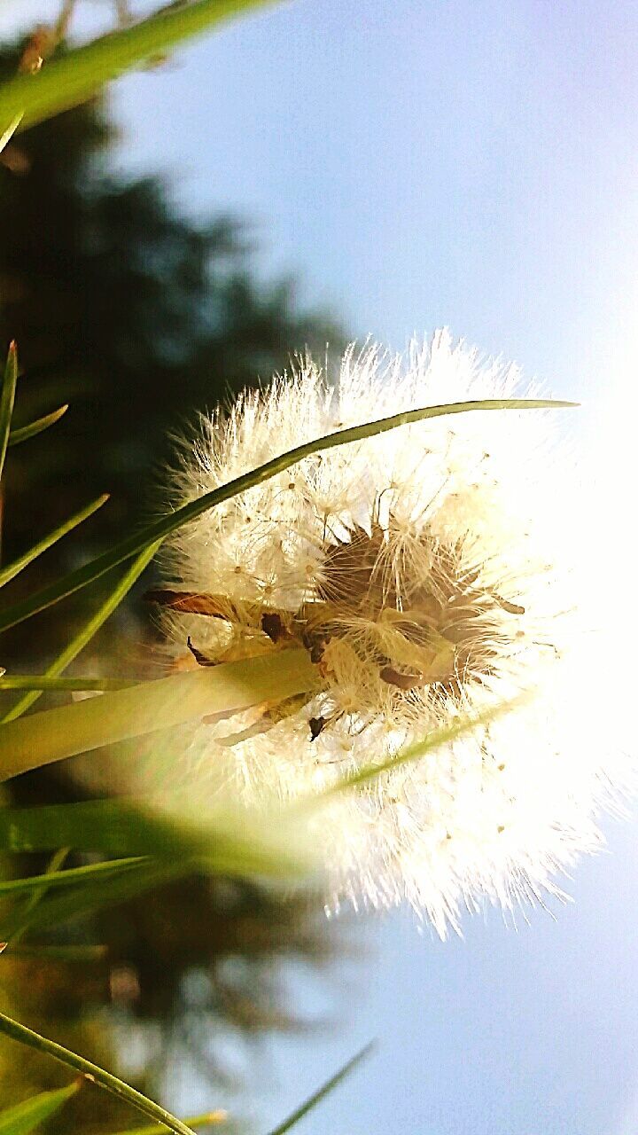 one animal, animal themes, insect, animals in the wild, nature, close-up, day, outdoors, no people, plant, beauty in nature, sky