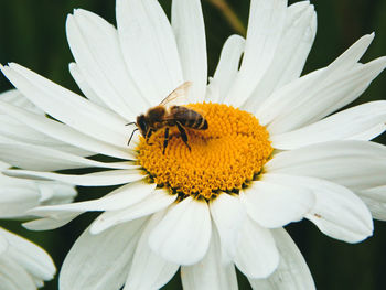 Close-up of bee pollinating on flower