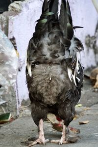 Close-up of a bird