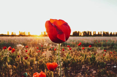 Close-up of red poppy flower on field