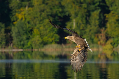 Bird flying over lake