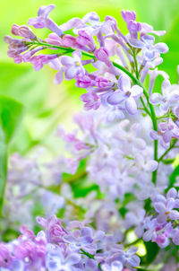 Close-up of purple flowering plant