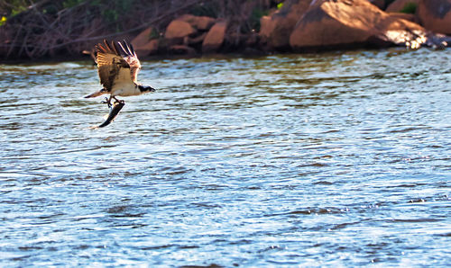 Bird flying over sea