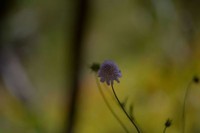 Close-up of flower blooming outdoors