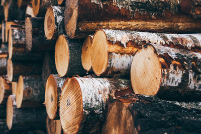 Stack of logs in forest