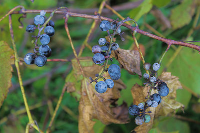 Close-up of grapes growing on tree