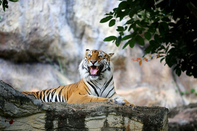 View of a cat on rock