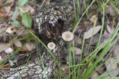 Close-up of mushrooms growing outdoors