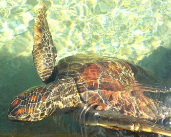 Close-up of turtle swimming in pool