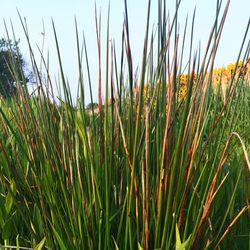 Crop in field