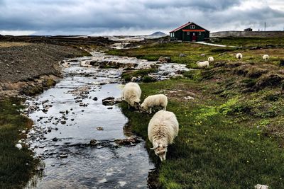 View of sheep on shore