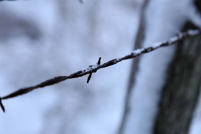 Close-up of barbed wire