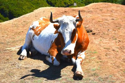 Cows on field