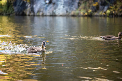 Wild ducks swimming in water in the gorge