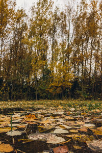 Trees in forest during autumn