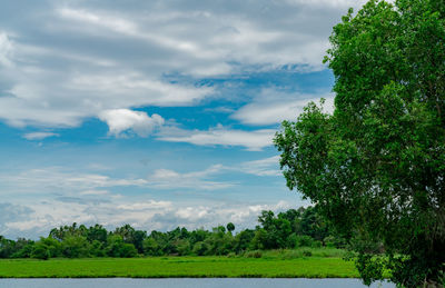 Green tree forest behind pond. beautiful landscape view of lake with blue sky and white clouds. 