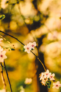 Close-up of white flowering plant