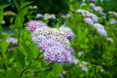 Close-up of purple flowers