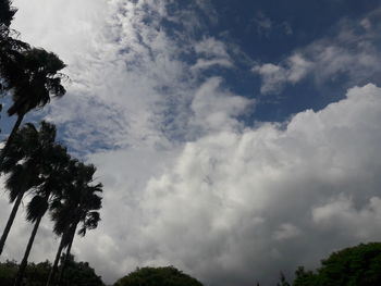 Low angle view of trees against sky