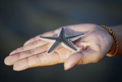 Close-up of hand holding starfish