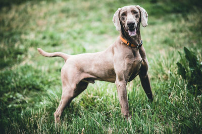 Dog running on field