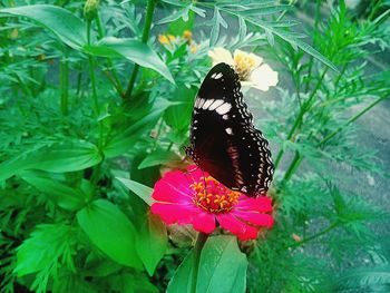 Close-up of butterfly on flower