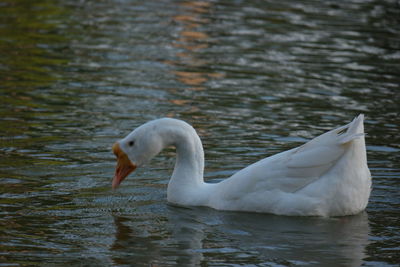 Close-up of swan swimming in lake