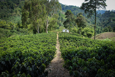 Scenic view of farms against sky