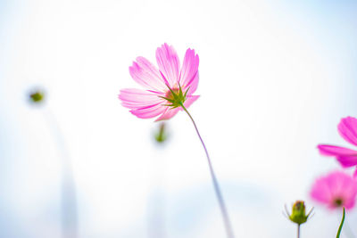 Close-up of pink cosmos flower