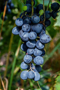 Close-up of grapes growing outdoors