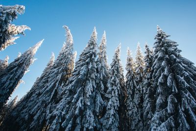 Low angle view of pine trees against sky during winter at a sunny day