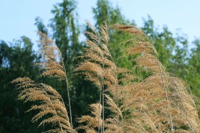 Low angle view of fresh plants on field against sky