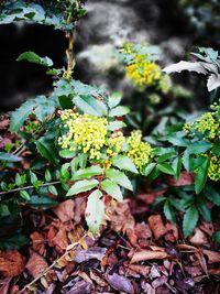 Close-up of yellow flowers growing on tree