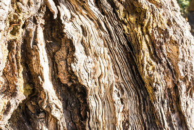Full frame shot of tree trunk