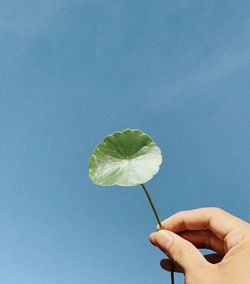 Close-up of hand holding leaf against blue sky