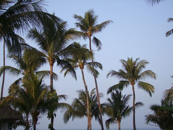 Low angle view of palm trees against sky