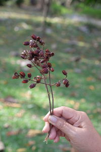 Close-up of hand holding plant