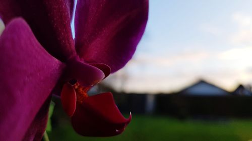 Close-up of flower blooming against sky