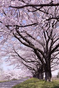Cherry blossom tree in park
