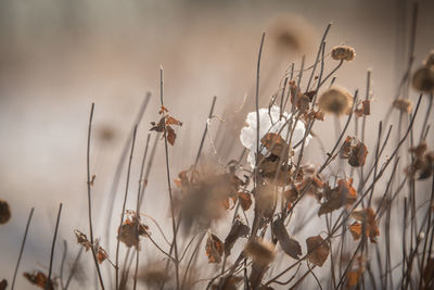 Close-up of wilted plants against sky