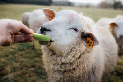 Close-up of hand holding sheep