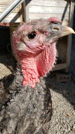 Close-up of a bird