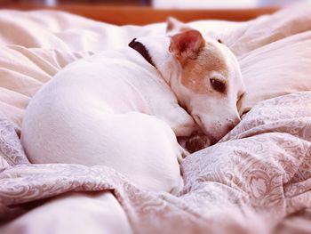 Close-up of dog on bed