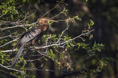 Close-up of bird perching on branch