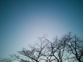 Low angle view of bare tree against clear blue sky